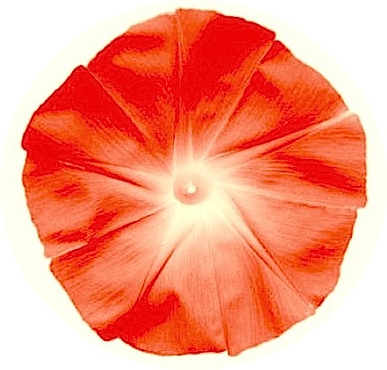 Volubilis rouge 2